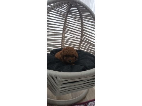 Toy poodle sahiplendiriliyor