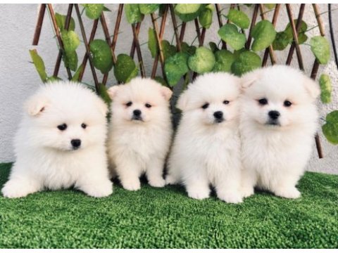 Pomeranian spitz erkek
