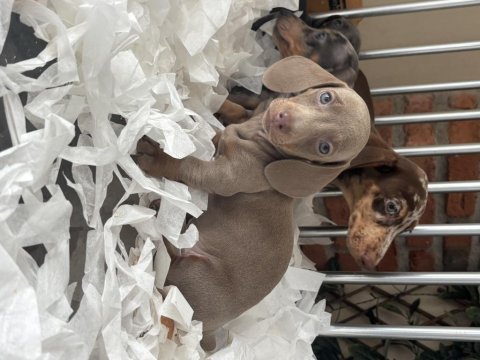 Orjinal dachshund yavrularımız
