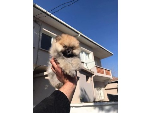 Ayı surat beyaz ve orange pomeranian köpekler