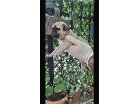 Güzel kaliteli pug yavrulara sahip olmak isteyenler için