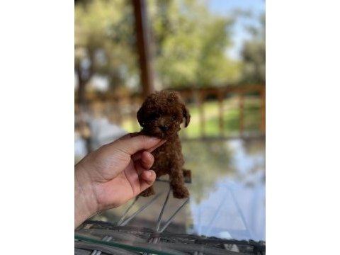 Red  poodle  yavrularımız 