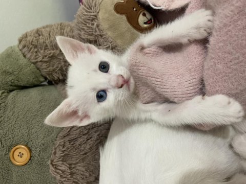 Khoa manee cinsi mia yeni aile arıyor
