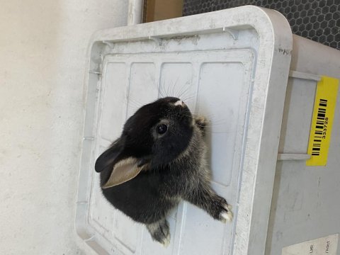 45 günlük cüce tavşan yavrular