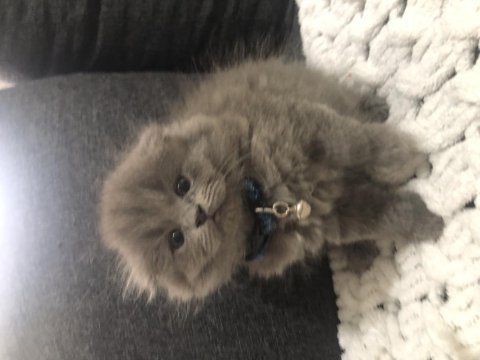 Saf kan scottish fold longhair yavrularım yuva arıyor