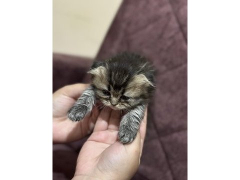 British longhair ve shorthair