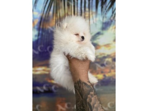 Teacup teddy bear garantili pomeranian