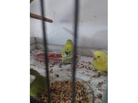 Yeni yeme düşen iri muhabbet kuşlar yavrular