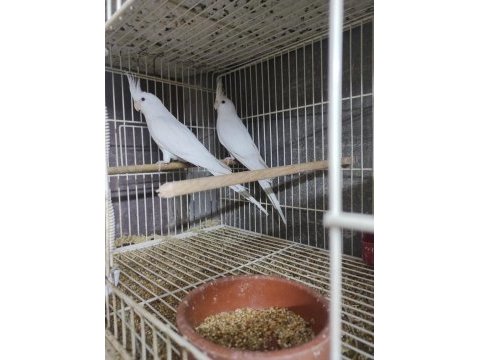 Üreticiden bilezikli sağlıklı sultan papağanları
