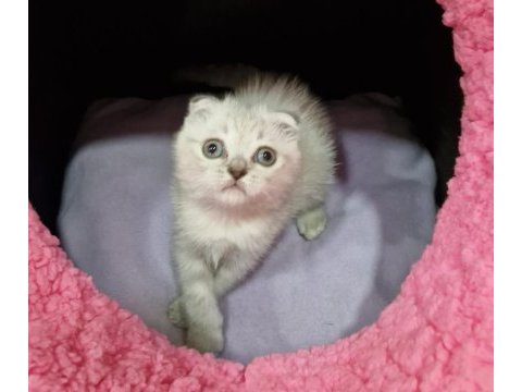 Silver prenses scottish fold