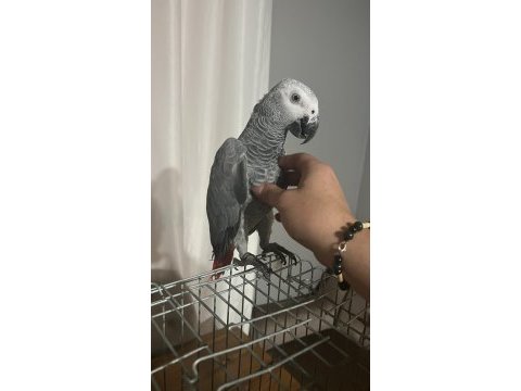 Yavru jako papağanı