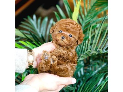 Bebek yüzlü toy poodle