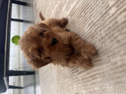 2 aylık dişi maltipoo