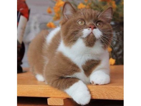 British shorthair yavrular evinizin neşesi olacaktır