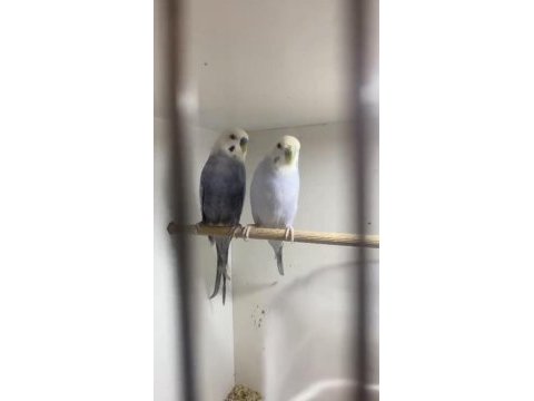 Renk güzeli sağlam takım muhabbet kuşu isteyene