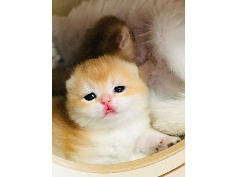 A kalite british shorthair golden yavrular