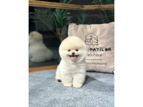 Premium pomeranian yavrular sağlık garantili