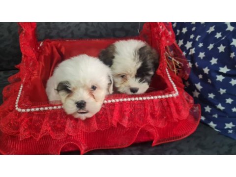2 aylık dişi erkek morkie