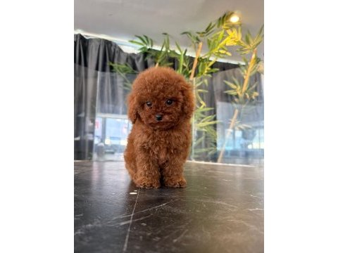 4 aylık aşılı eğitimli red toy poodle