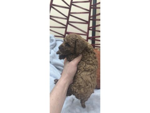 Bebek köpeklerim yeni ailesiyle tanışmaya hazırlar