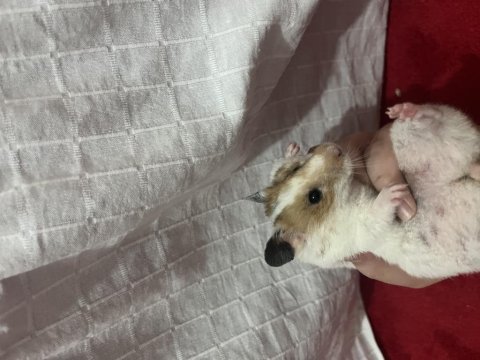 Sevimli hamsterlar