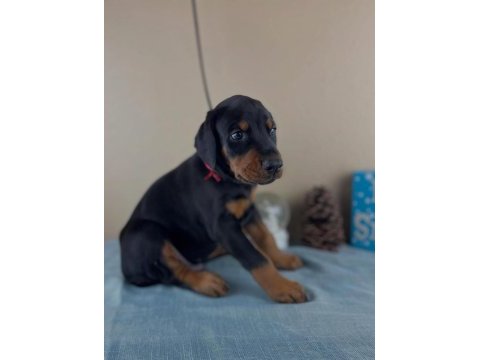 Dişi erkek doberman kapıda ödemeli güvenli sistem