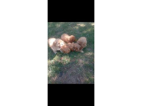 Tuvalet eğitimli maltipoo yavrular