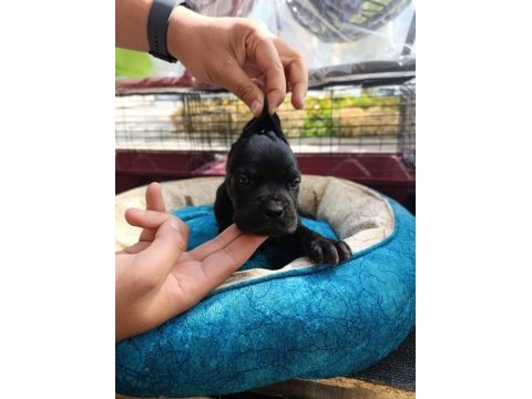 Cane corso köpeği yavrularımız