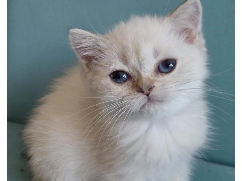 Golden british shorthair yavrular