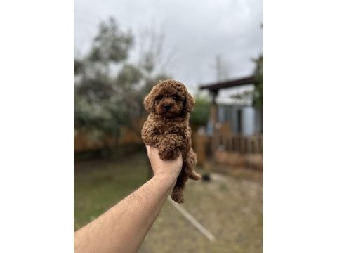 Sağlık ve ırk garantili toy poodle  yavrularımız 