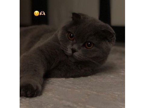 Arkadaşlar 2 yıllık scottish fold kedimi sahiplendiriyorum