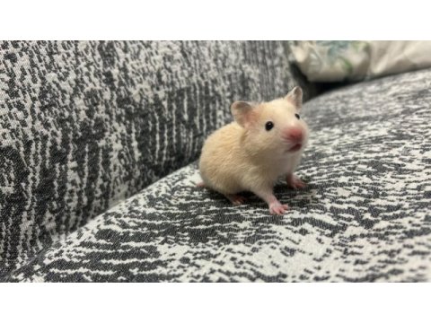 Birbirinden güzel hamster bebekler