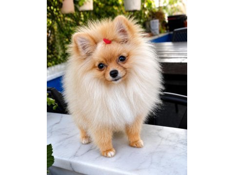 Mikro teacup sarışın güzeli pomeranian boo