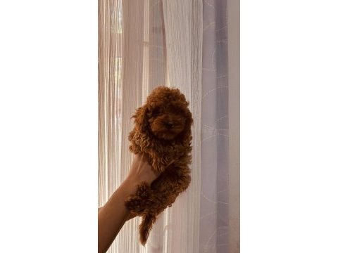 Toy poodle 2 aylık