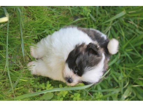 Shih tzu erkek