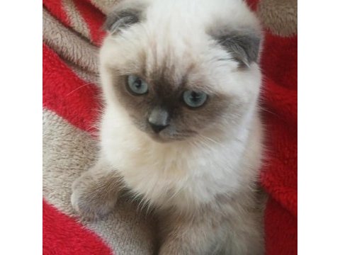 Kızımıza erkek safkan scottish fold blue point arıyoruz