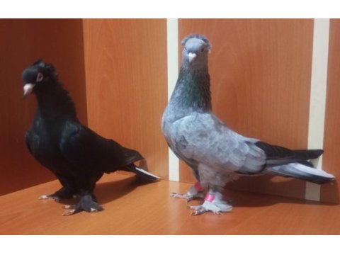 Üst düzey oyun kuşları