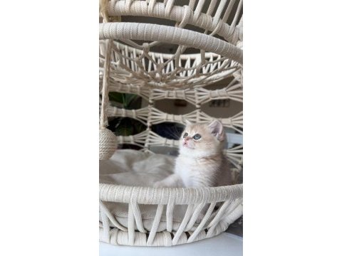 Özel renk british shorthair yavrular