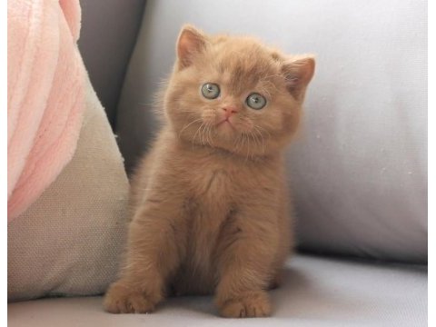 Dubai çikolatası tadında chocolate british shorthair 