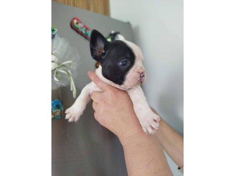 Korsan maskeli french bulldog yavruları
