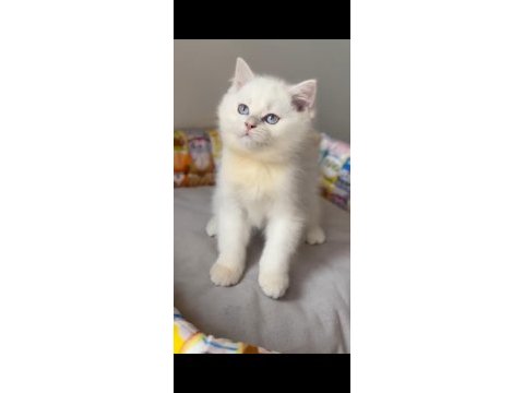 British shorthair golden point
