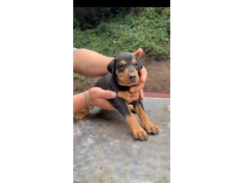 A kalite doberman yavrular