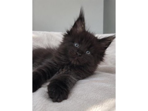 Dev maine coon erkek siyah yavru