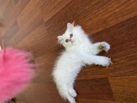 By1133 full şecereli golden dişi british longhair