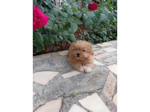 Maltipoo dişi 2.5 aylık