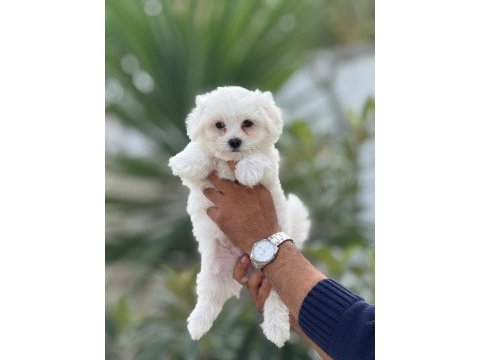 Maltese yavrumuz