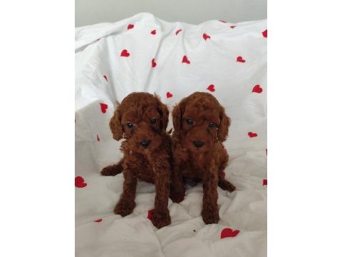 Maltipoo ve maltese yavrularımız mevcuttur