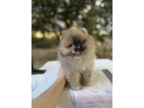 Merle pomeranian boo