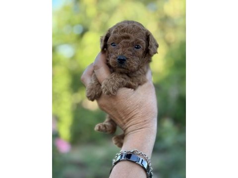 Erkek kuyruksuz poodle köpeğimiz