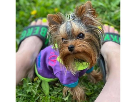 Teacup çanta köpeği